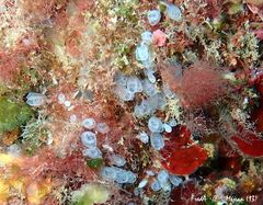 Pycnoclavella