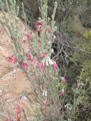 Erica strigilifolia