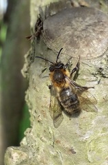 Andrena scotica