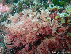 Sphaerococcus coronopifolius