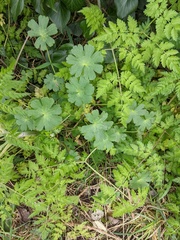 Geranium pyrenaicum