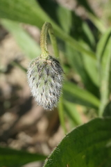 Plantago lagopus