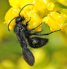 Dasylabris lugubris