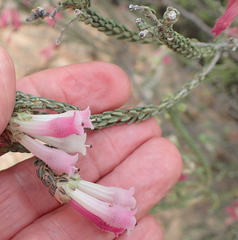 Erica strigilifolia