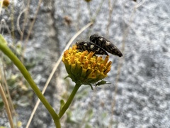 Acmaeodera vernalis