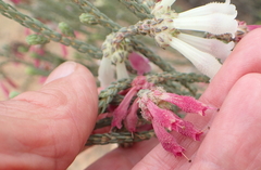 Erica strigilifolia