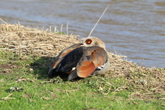 Alopochen aegyptiaca