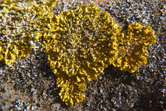 Xanthoria parietina