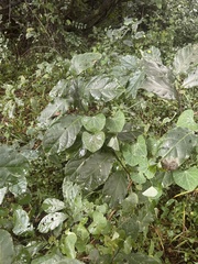 Combretum paniculatum