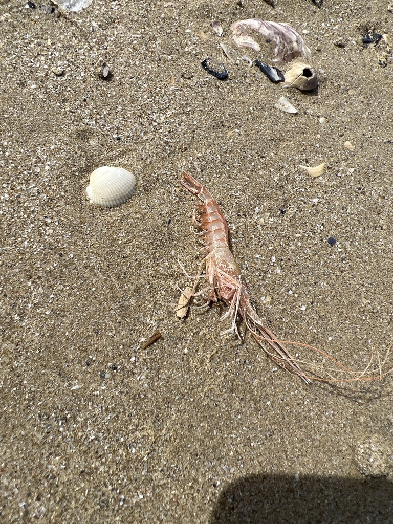 Atlantic mud shrimp