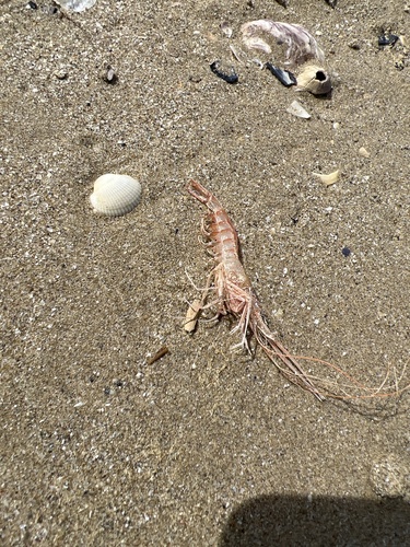 Atlantic mud shrimp