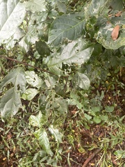 Combretum paniculatum