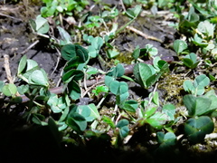 Lumbricus terrestris