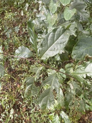 Combretum paniculatum