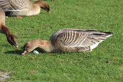 Anser brachyrhynchus