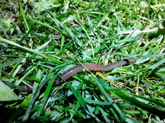 Lumbricus terrestris