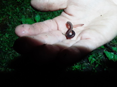 Lumbricus terrestris