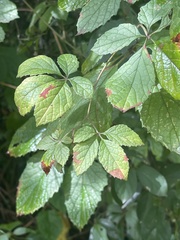 Ampelocissus obtusata kirkiana