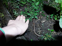 Lumbricus terrestris