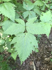 Rubus spectabilis
