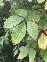 Ampelocissus obtusata kirkiana