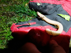 Lumbricus terrestris