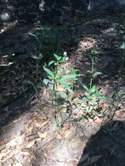 Angiospermae