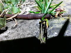 Lumbricus terrestris