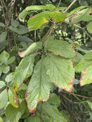 Ampelocissus obtusata kirkiana