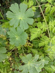 Geranium pyrenaicum
