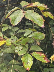Ampelocissus obtusata kirkiana