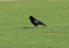Corvus corone
