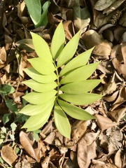 Phanerophlebia