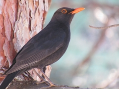 Turdus merula
