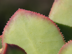 Aeonium davidbramwellii image