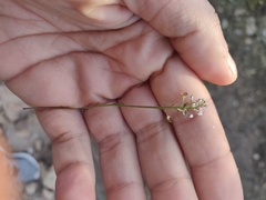Lepidium graminifolium