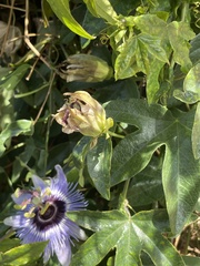 Passiflora amethystina × caerulea