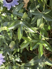 Passiflora amethystina × caerulea
