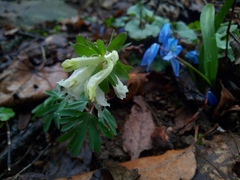 Corydalis angustifolia
