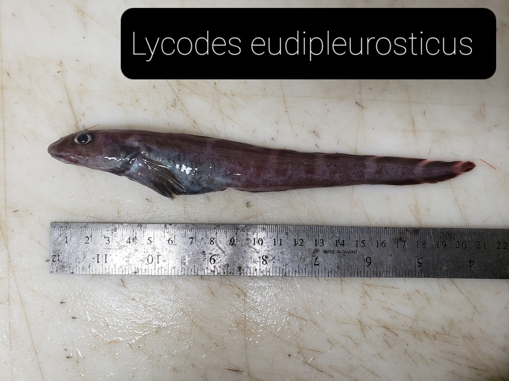 Eel Pout