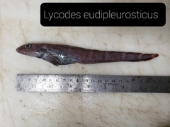 Eel Pout photo 1