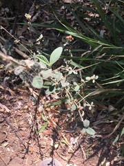 Angiospermae