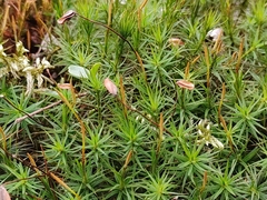 Polytrichum formosum