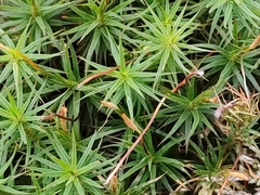 Polytrichum formosum