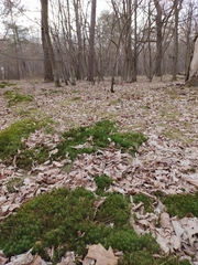 Polytrichum formosum