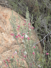 Erica strigilifolia