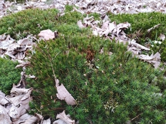 Polytrichum formosum