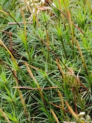 Polytrichum formosum