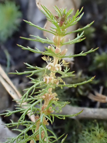 Myriophyllum pinnatum
