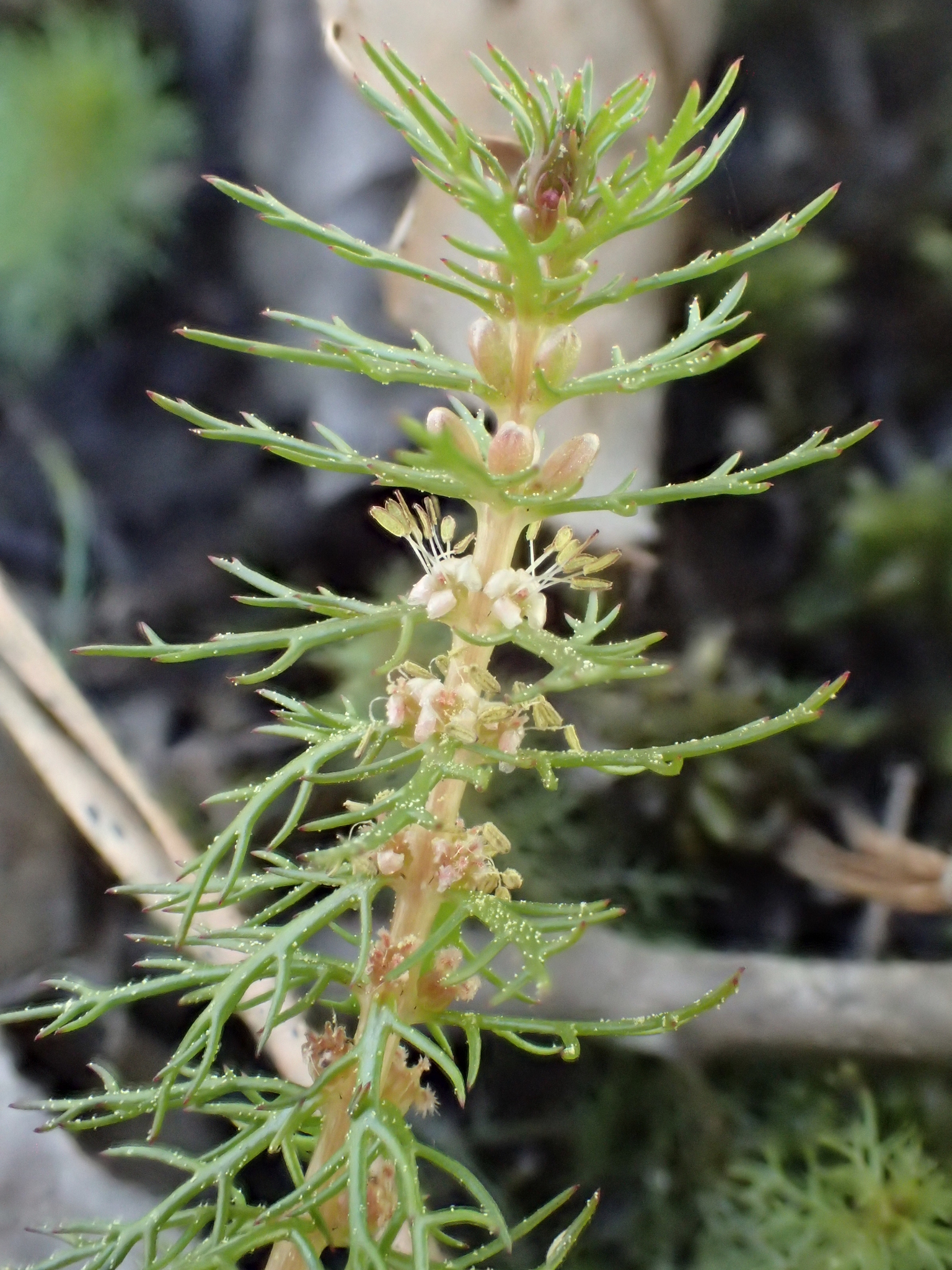Myriophyllum pinnatum